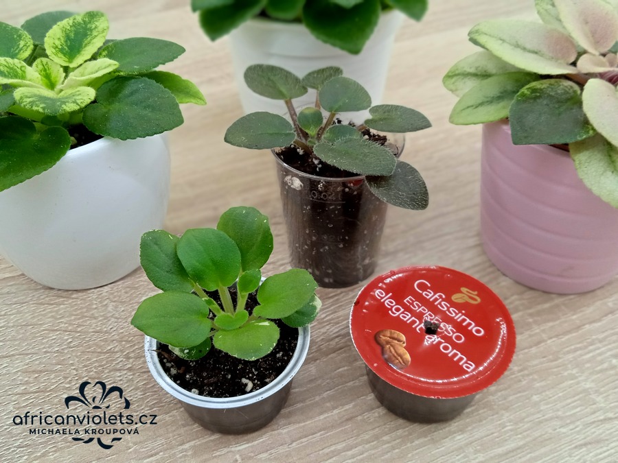 Máte-li ve sbírce mikrominiatury, můžete je zasadit třeba do plastových štamprlí nebo kapslí z kávovaru.